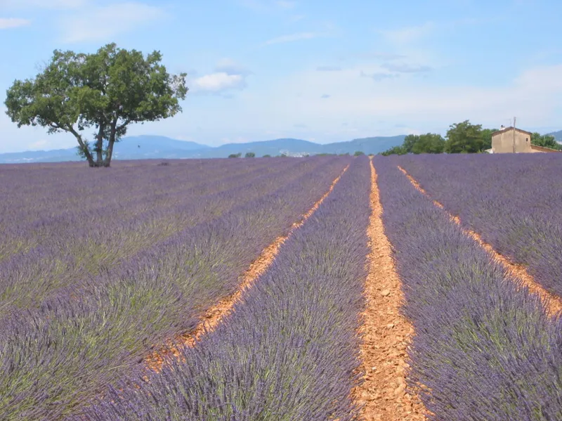 Alpes-de-Haute-Provence: Valensole Lavender and the Citadel of Sisteron